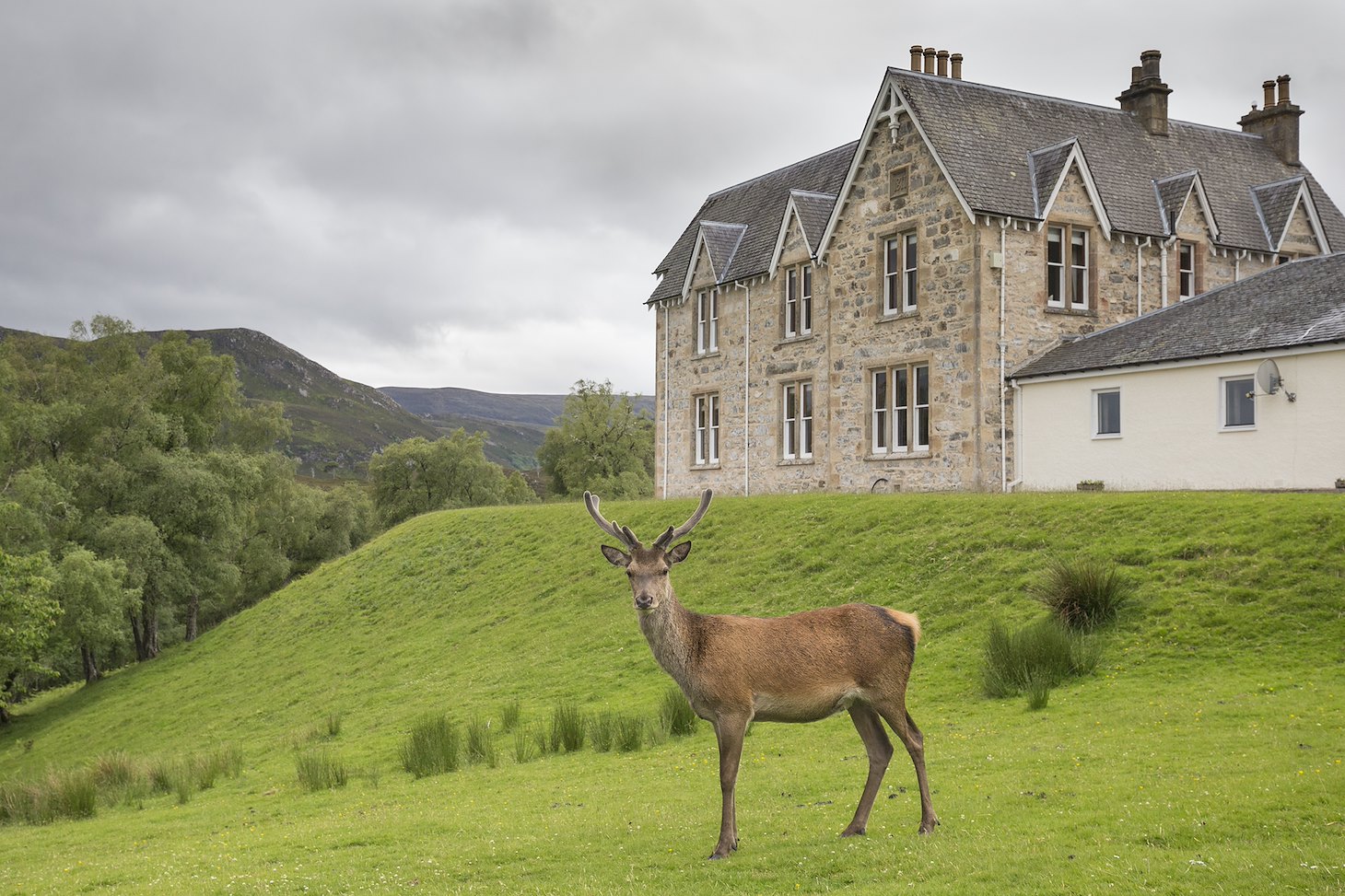 Red deer stag (Cervus elaphus) stood in front of Alldale Lodge, Sutherland, Scotland.