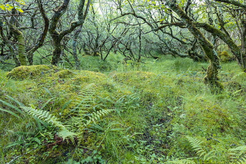 Tieregan Rainforest