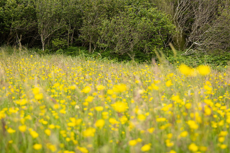 Rhemore Wild Croft