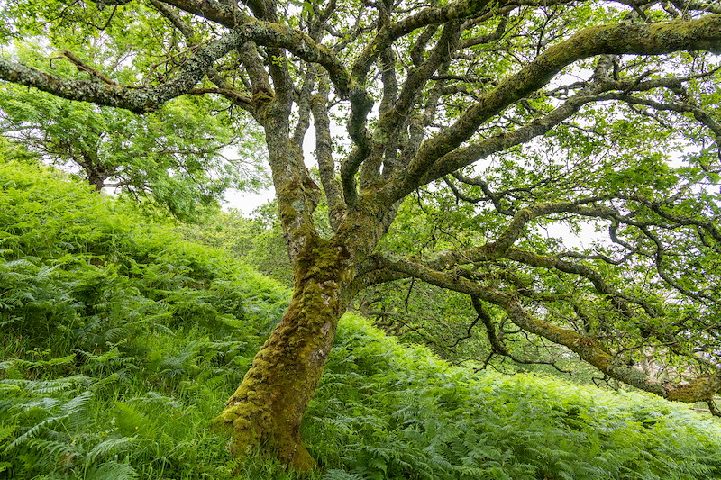 Rhemore Wild Croft