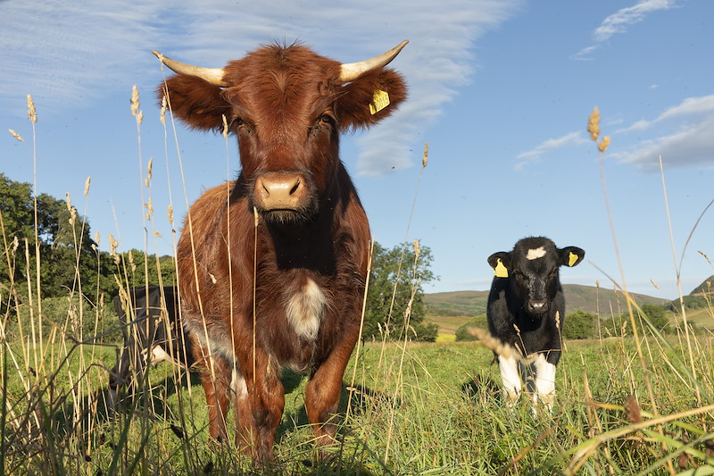 Cattle used for rotational grazing to help increaase biodiversity in wet meadow, Muie Croft, Rogart, Sutherland