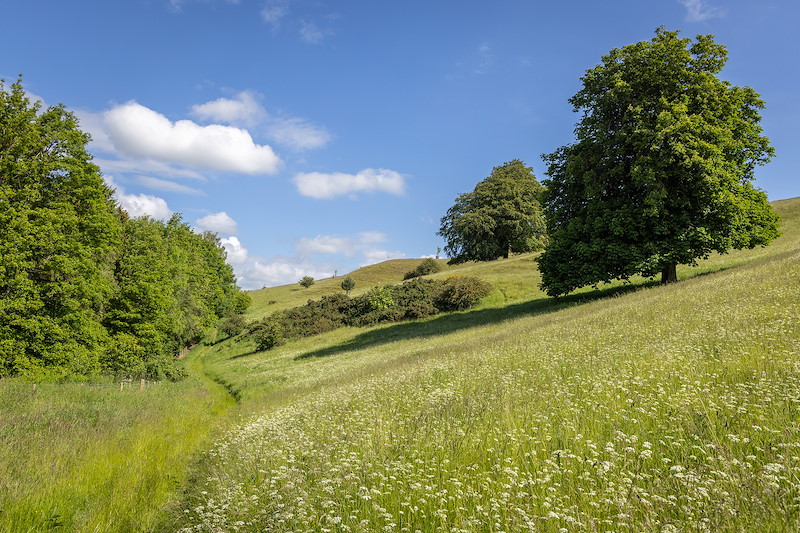 Deerpark