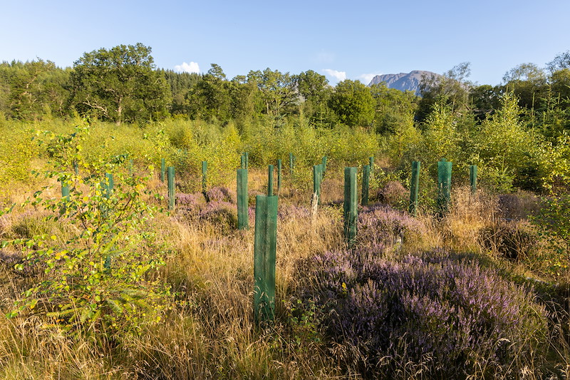 Torcastle Woodland