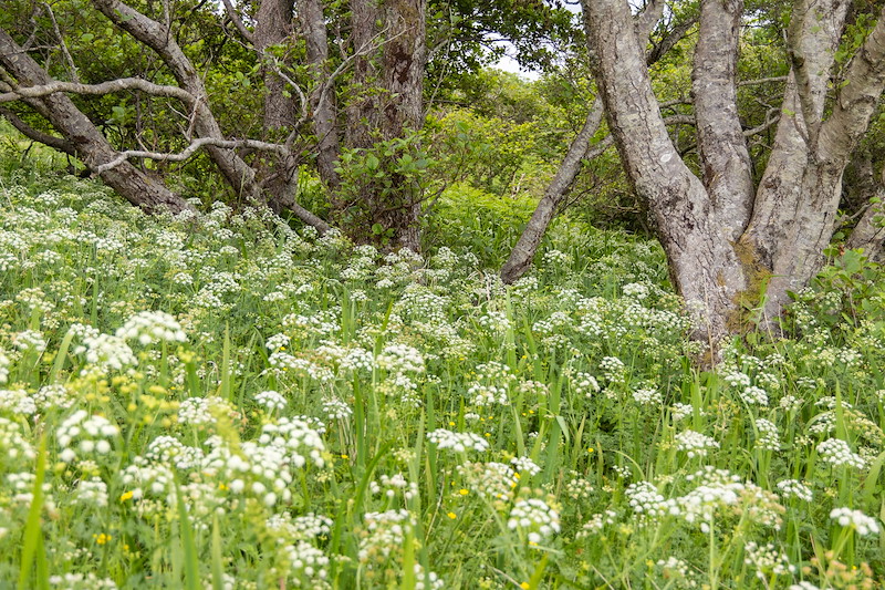 Rhemore Wild Croft