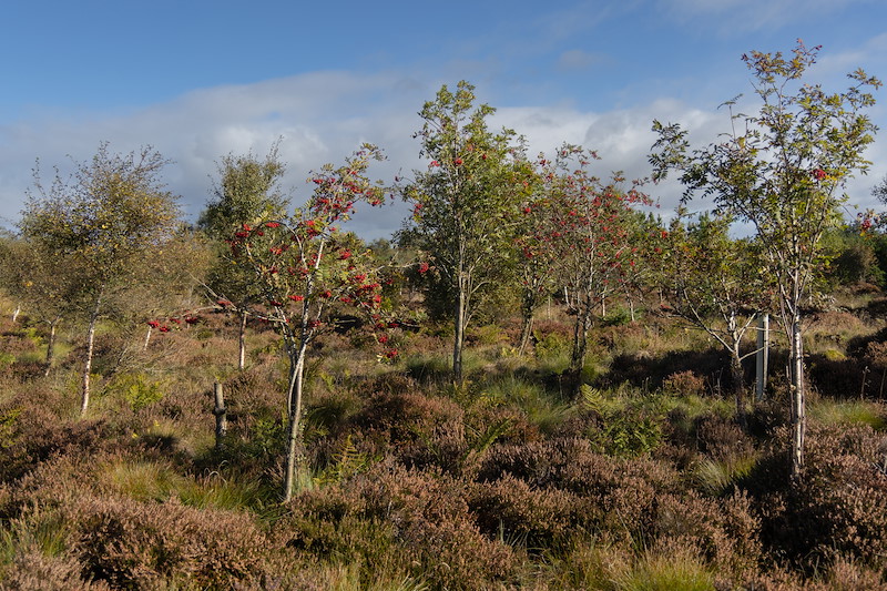 Woodland
