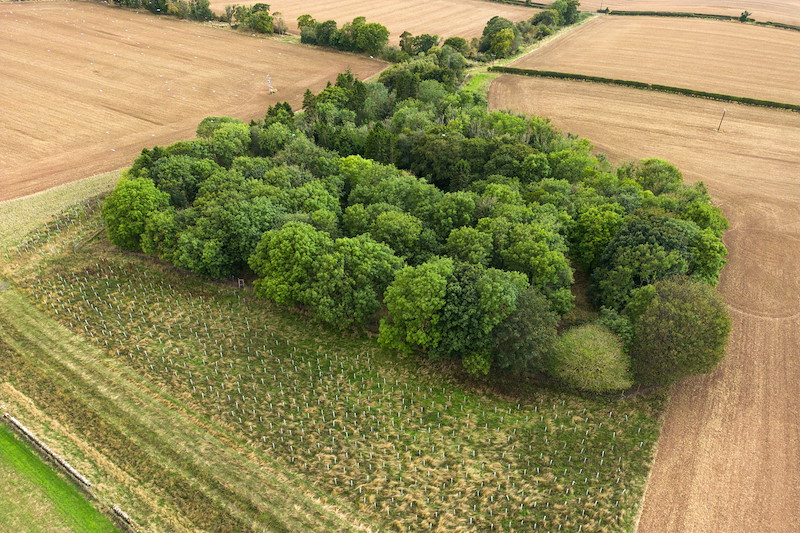 Spott Woodland