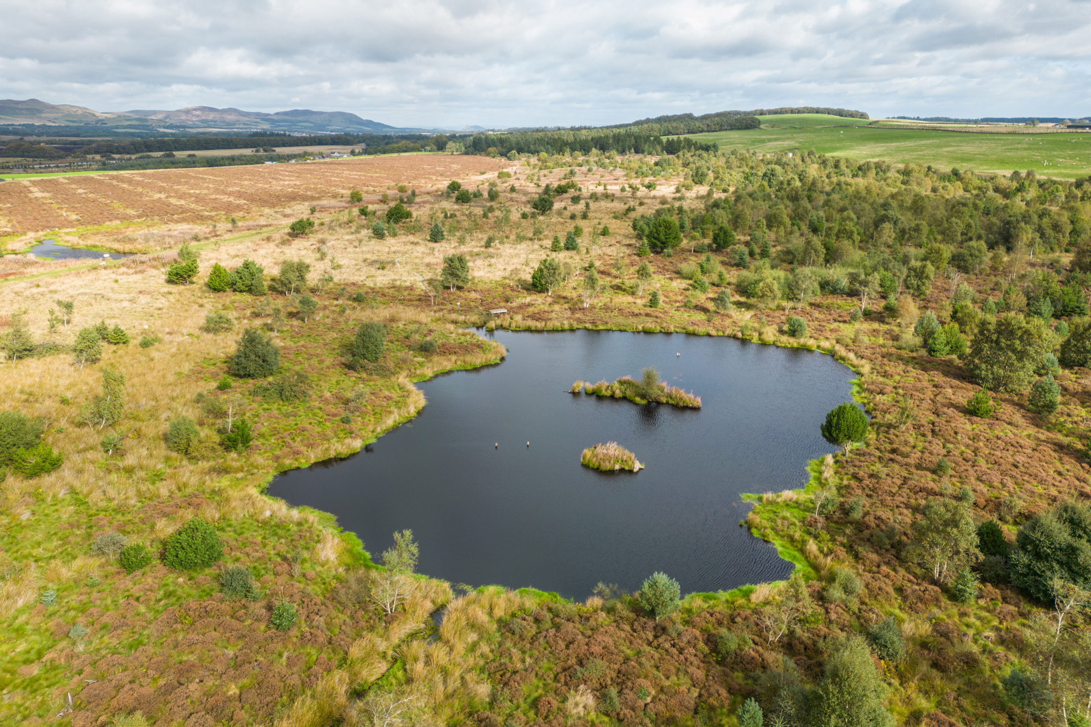Image illustrating 100,000 trees and £1m economic boost in Northwoods Rewilding Network’s early years