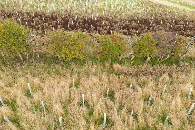 Spott Hedgerow