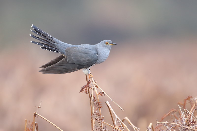 Cuckoo0392 May16