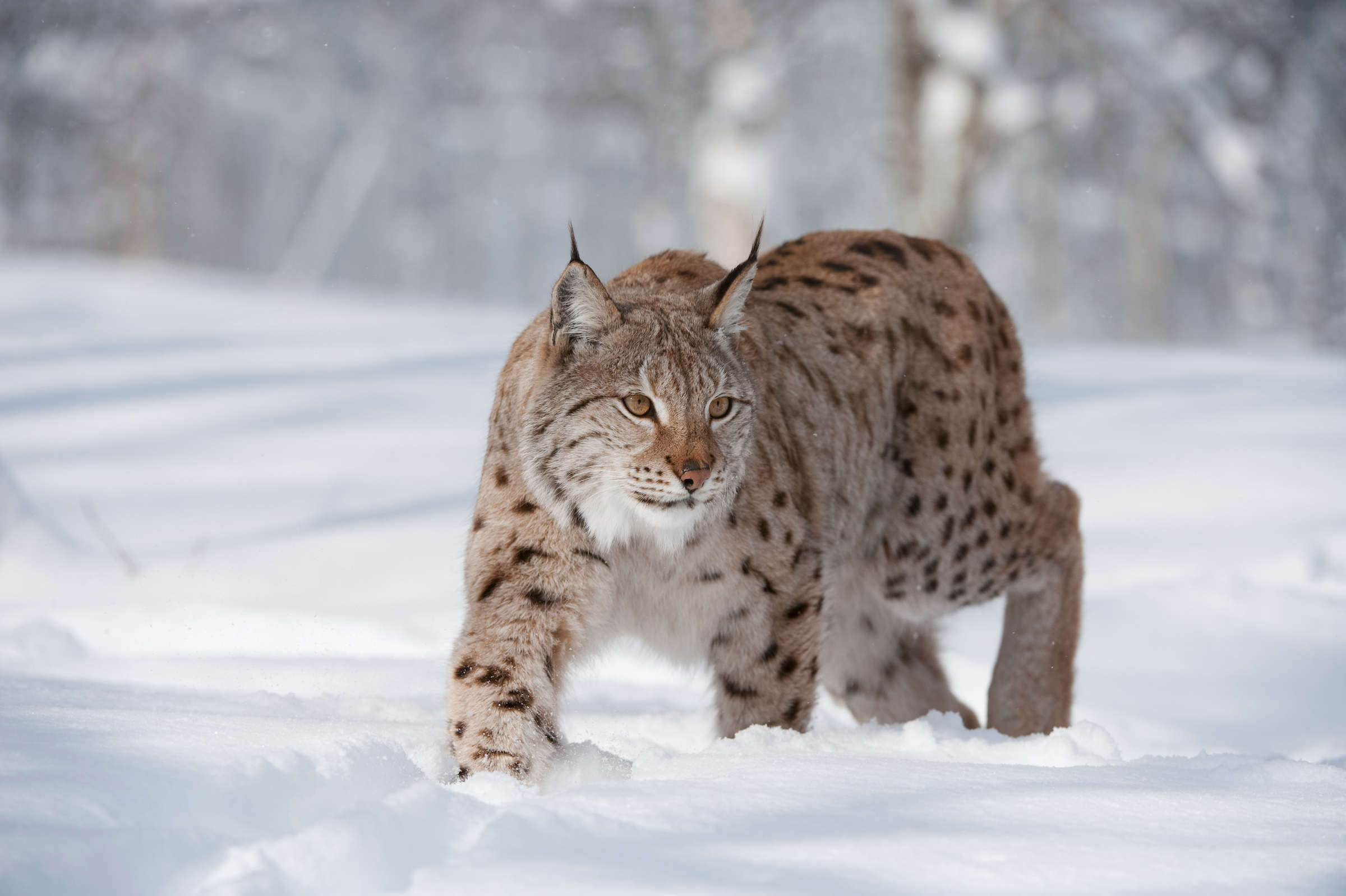 Image illustrating First Minister’s refusal to consider lynx reintroduction ‘out of step’ with public opinion