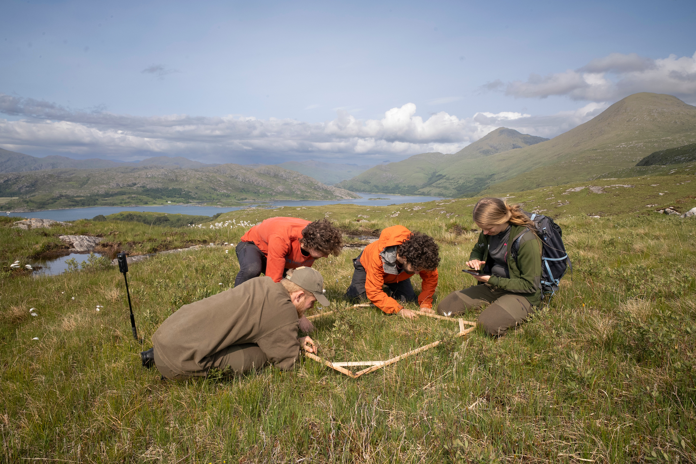 Image illustrating Rewilding takes off: drone-seeding success offers hope for expanding remote woodlands