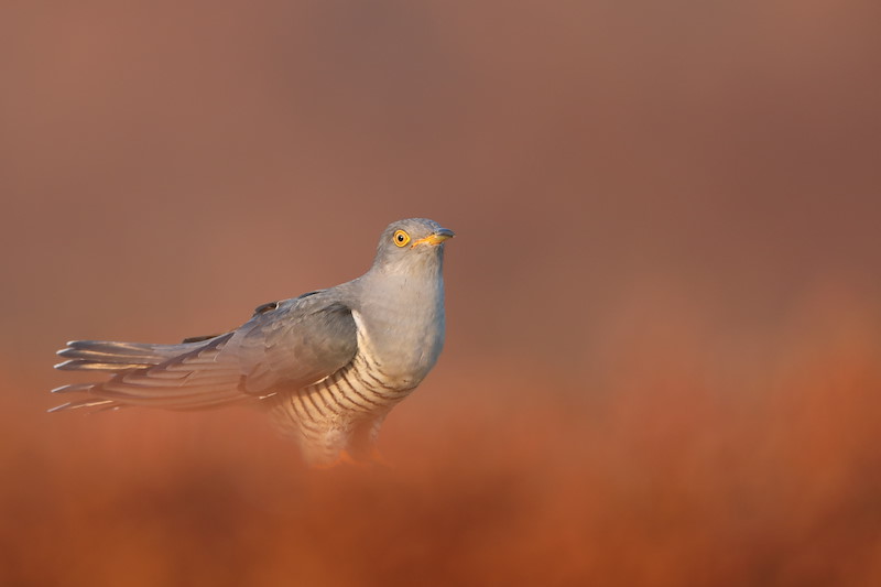 Cuckoo8341 May18