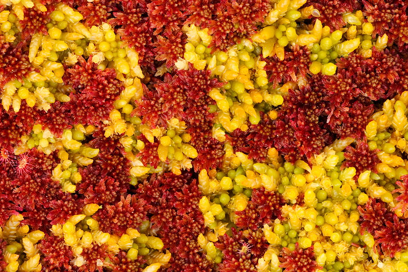 Close-up of Sphagnum moss, Flow Country, Scotland, June