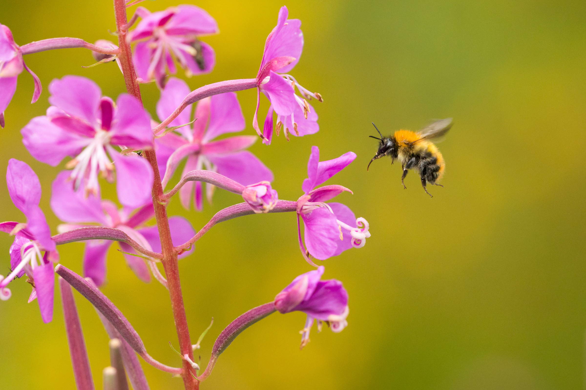 Image illustrating Rewilding delivers dramatic wildlife recovery across Scotland