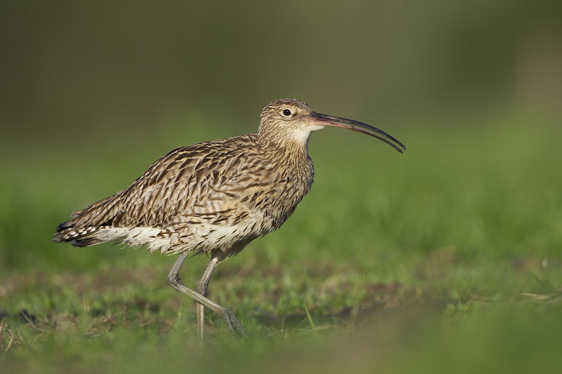 Curlew0004