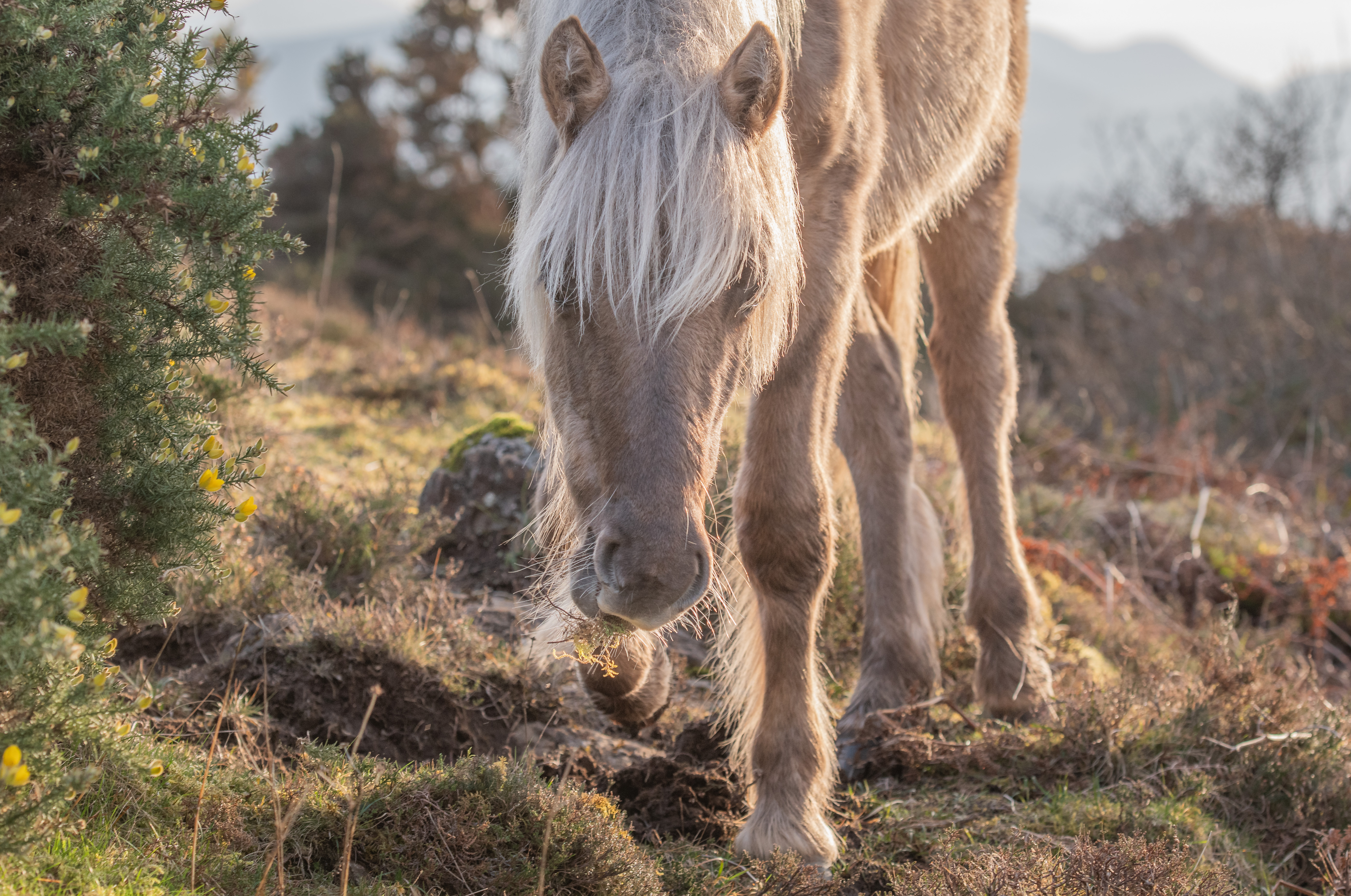 WILDER GRAZING WITH PONIES LEARNING DAY