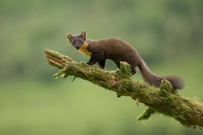 Pine marten (Martes martes) climbing tree, Ardnamurchan, Scotland.