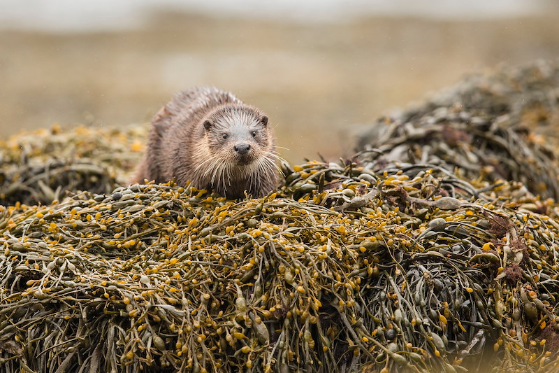 European Otter (Lutra lutra) on kelp covered rock
