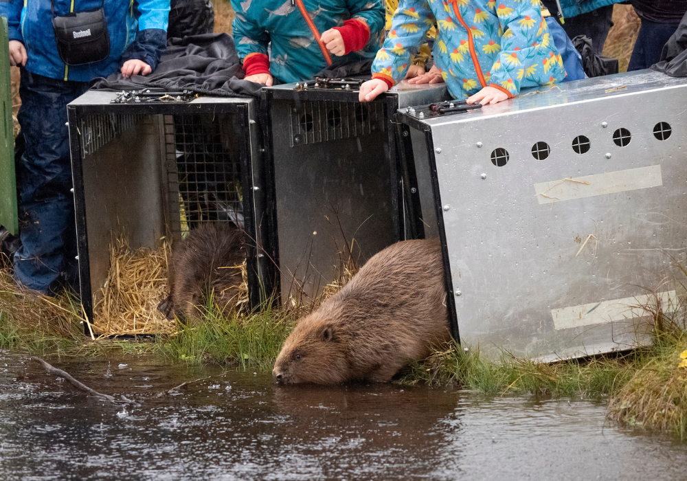 Beaver Diaries