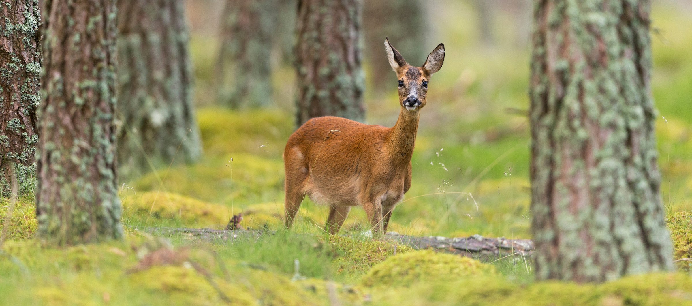 The Value of Venison