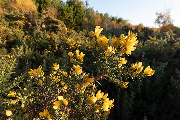 Flowering gorse in autumn, Abriachan Forest Trust, Inverness-shire, Scotland, October 2023 A dense gorse bush with vibrant yellow flowers surrounded by dark green spiky foliage. The background features a mix of trees with hints of sunlight s