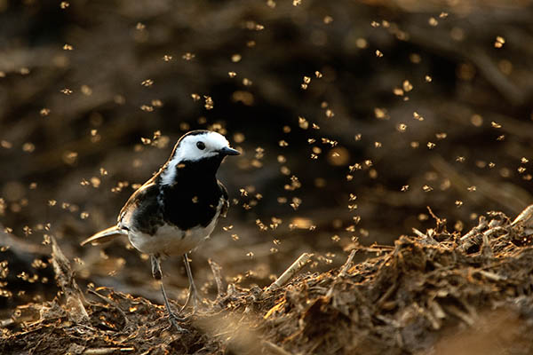 A black and white pied wagtail bird stands on a heap of sticks and manure, surrounded by a swarm of dung flies, backlit by the sun.