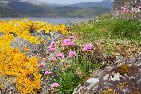 OLYMPUS DIGITAL CAMERA A rocky coastal landscape features vibrant yellow lichen on rocks. Clusters of pink thrift flowers with green foliage grow amidst the rocks, adding a