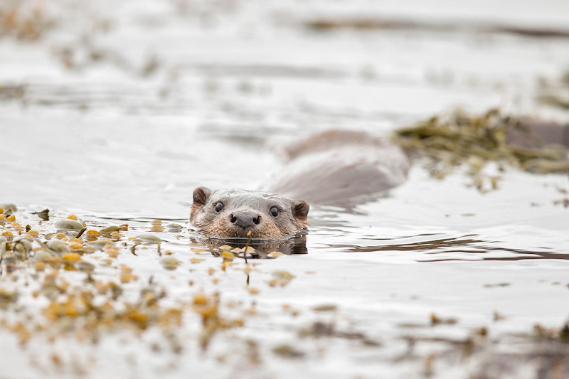 European Otter (Lutra lutra) in water swimming An otter peeks its head above the water's surface, surrounded by floating green and yellowish-brown seaweed.
