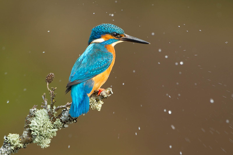 Kingfisher (Alcedo atthis) adult male perched on alder twig surrounded by water droplets after shaking A vibrant kingfisher with striking blue and orange plumage perches on a lichen-covered branch. The background is softly blurred, highlighting water dr