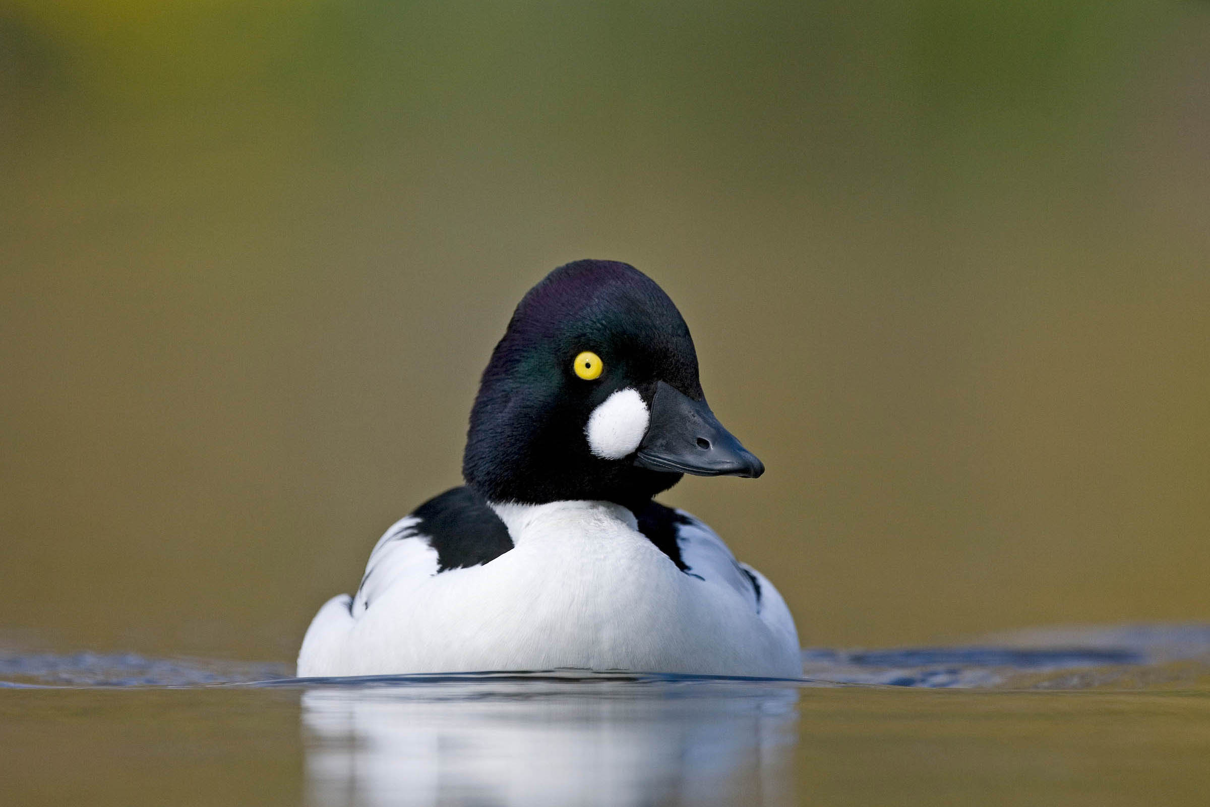 A male common goldeneye duck with a  striking yellow eye and a glossy black head, floats serenely on calm water, its black and white plumage sharply c