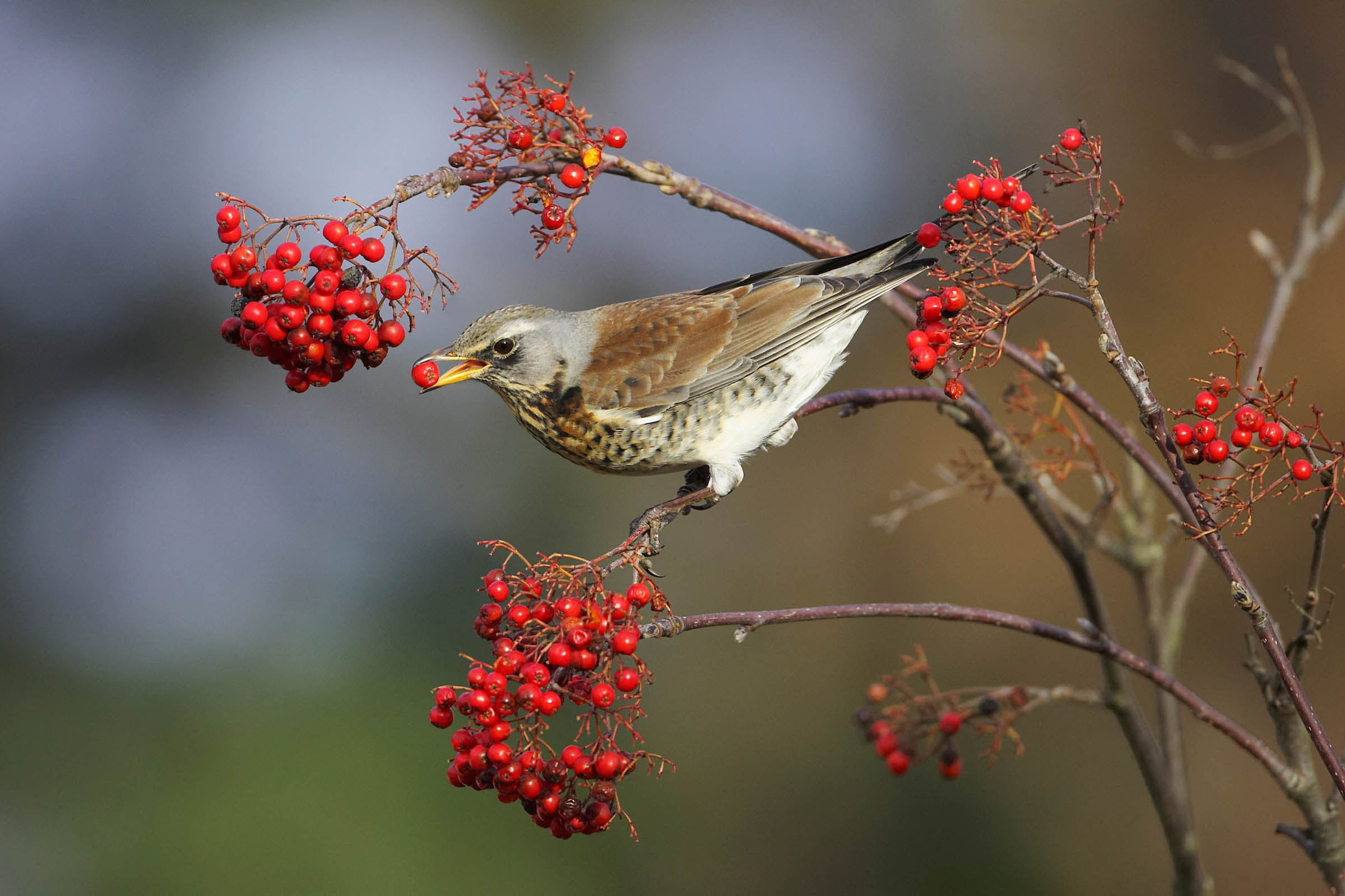A fieldfare bird perched on a branch with clusters of vibrant red berries, holding a berry in its beak. The bird's plumage is a mix of brown and grey,