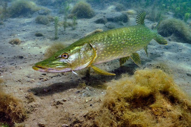 Pike (Esox lucius) in a disused quarry,England: Leicestershire, Stoney Stanton, Stoney Cove, June A pike swims close to the sandy, plant-covered bottom of a freshwater environment. Its elongated, green body is speckled with yellowish spots, blendin