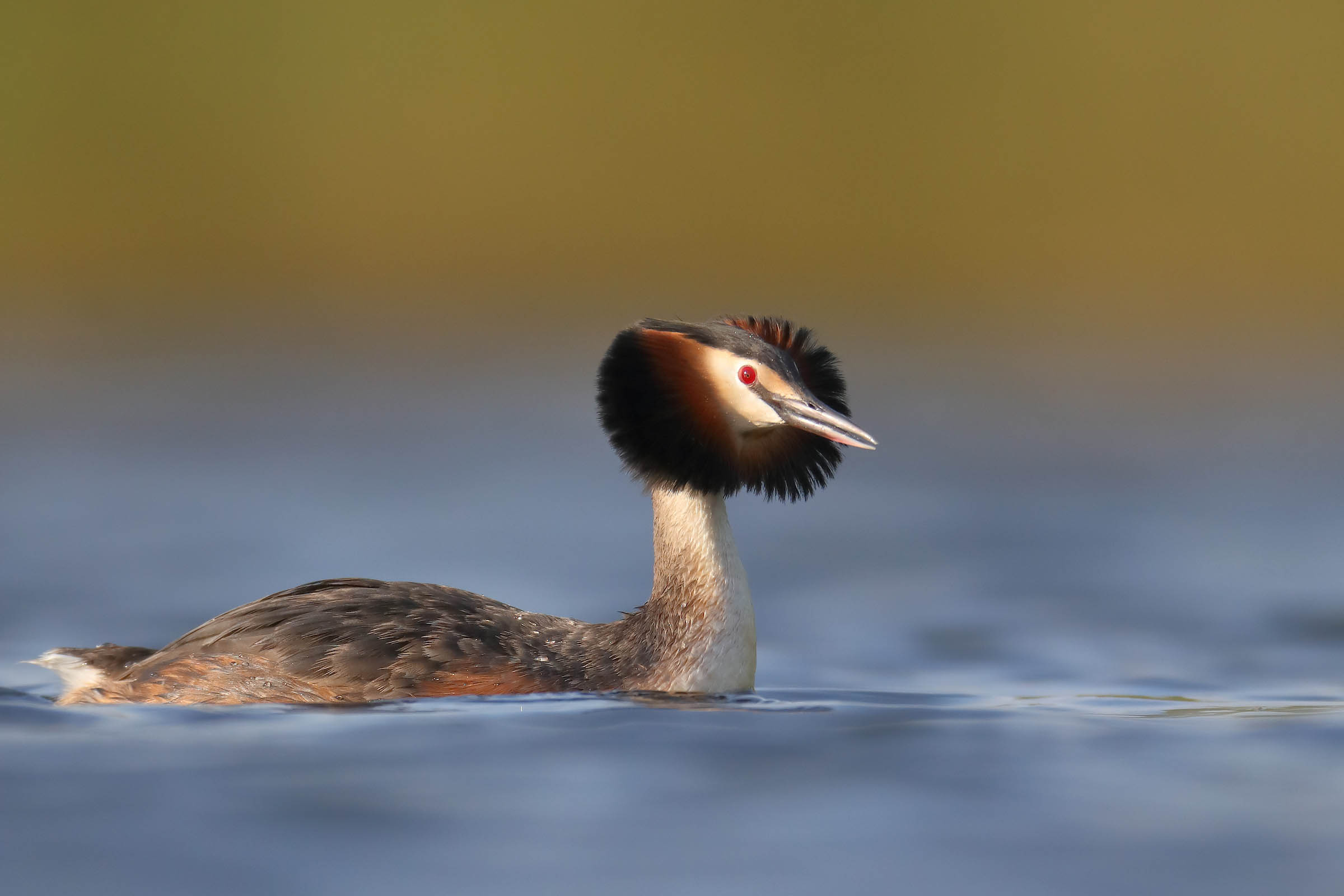 Great crested grebe swimming in calm blue water with striking orange and black plumage surrounding its head.