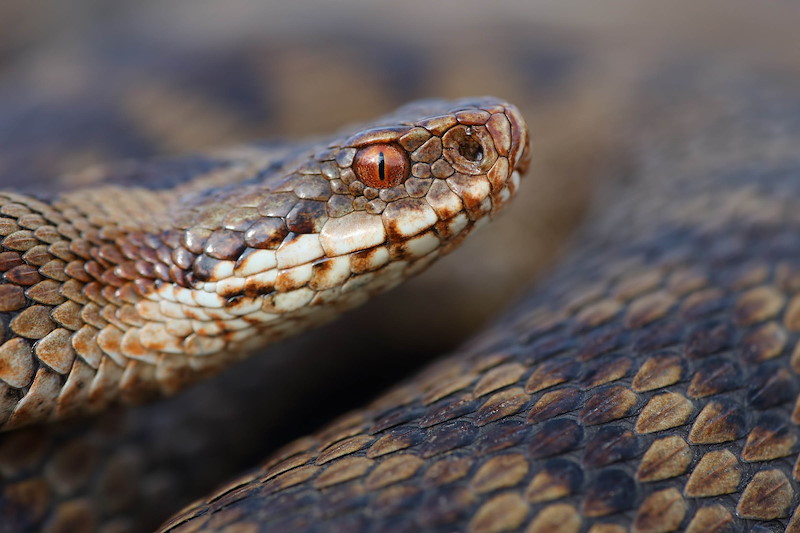 Adder2991 Mar15